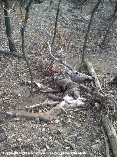 Krutá zima 2 ...
