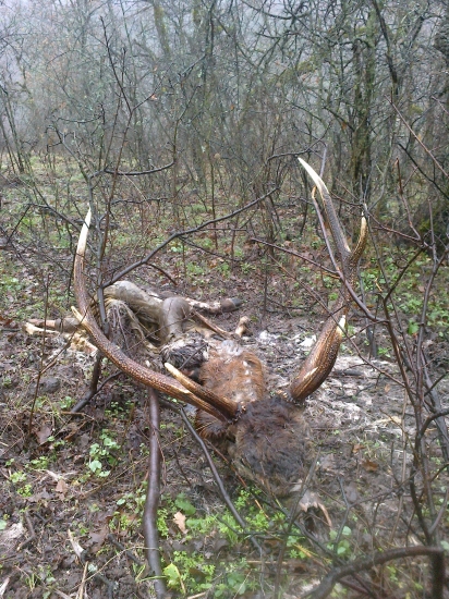 Koniec jedného škodníka II ...