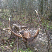 Koniec jedného škodníka II ...