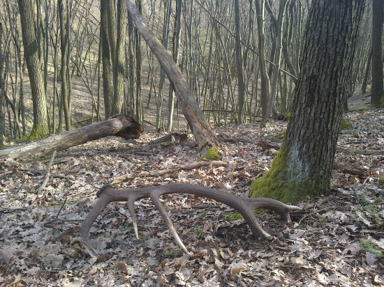 Kráľova poklona ...