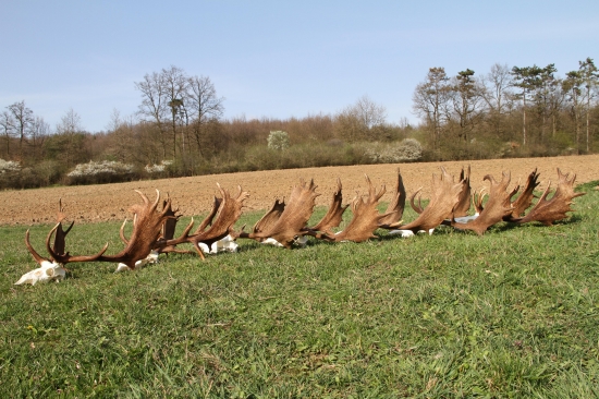 Poďme chlapci, ideme sa ukázať...