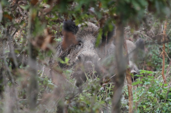 Z očí do očí ...