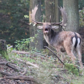 Kráľ z rochanísk ...