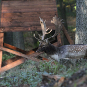 Čo? Nečakáš ? ...