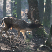 Októbrové ráno ...