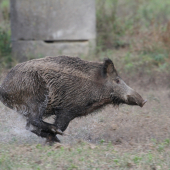 Žatva ...