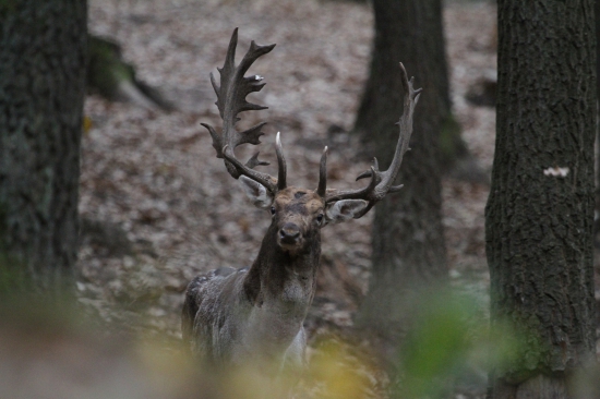 Duchovia prichádzajú...