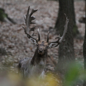 Duchovia prichádzajú...