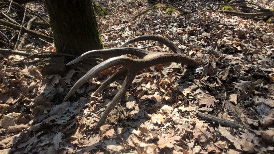 Marcová šesťnástka ...