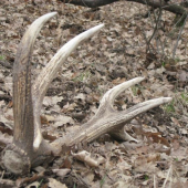dnešný 1,95 kg
