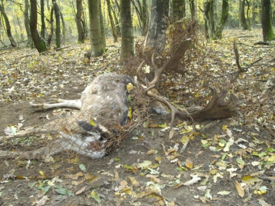 krutý koniec kráľa