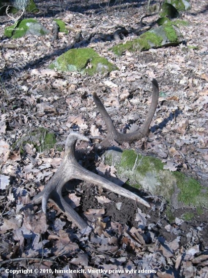 2,9 kg