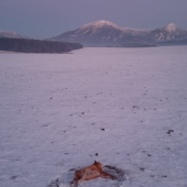 druhá z liscieho večera...