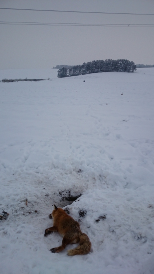 starý lišiak si určite myslel, veď čo už sa mi môže stať veď som už na prahu, omyl.