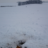 starý lišiak si určite myslel, veď čo už sa mi môže stať veď som už na prahu, omyl.