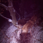 vcerajsia umorna dohladavka