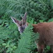Kolik mu je 2 ? Detail parůžků