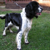 Cituška
