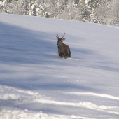 špičák - sněhová kalamita