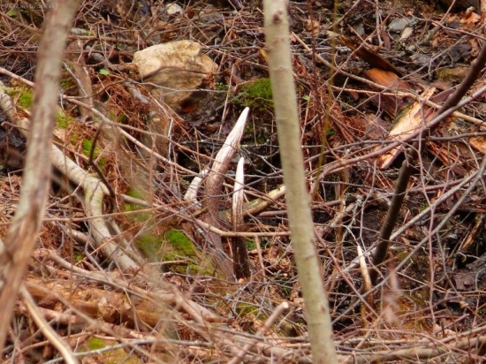 Volovské vrchy