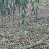 10 torak