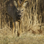 a ty tam čo ležiš ?