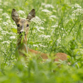 ked srnča zaplakalo