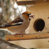 Glezg hrubozobý / Coccothraustes coccothraustes