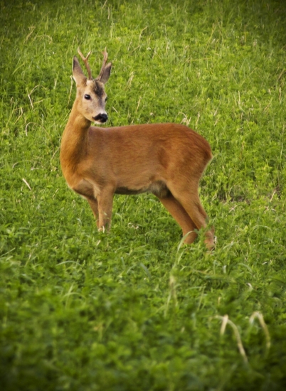 večer
