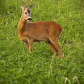 večer