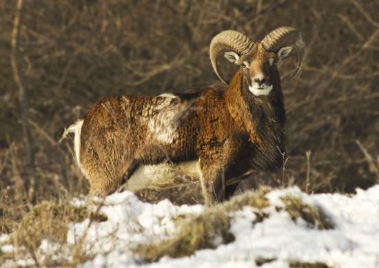 muflon