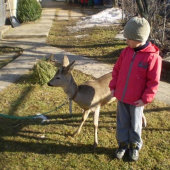 moj synovec s najdenim srncom