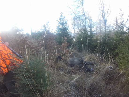 Slovenský Kopov v akcii.