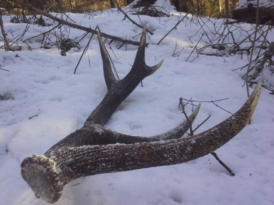 Dneskajší  ďúbik