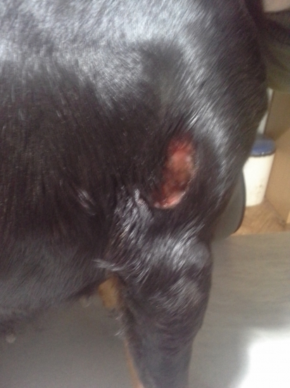 Fany z Veľopolia - Súboj s kancom.