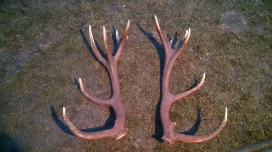 Dohľadané, NEPR.-16 torák