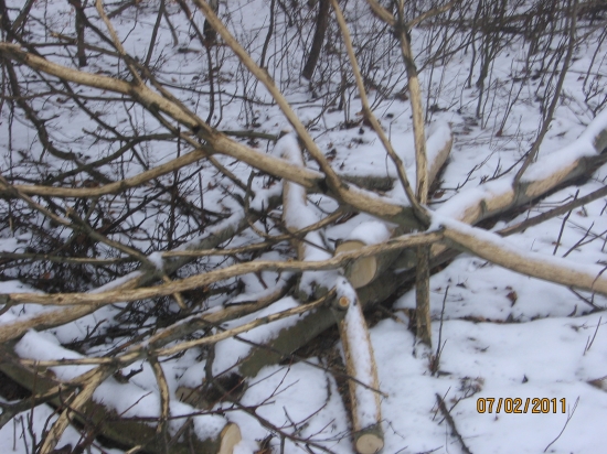 ale ich svrbia :D či ozdaj ohryz ? co vy nato