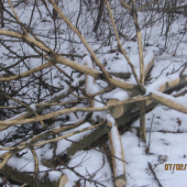 ale ich svrbia :D či ozdaj ohryz ? co vy nato