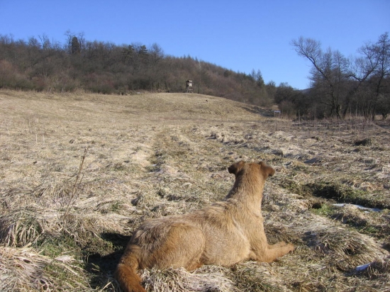 srnčiu hnať nesmiem :(