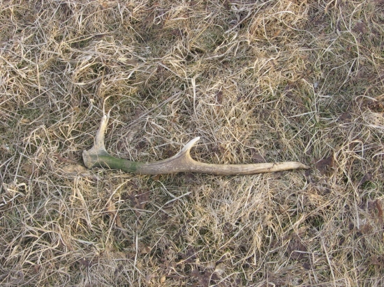 6 tačik :) minuloročny