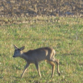 Srna alebo srnec   ????