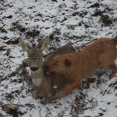 Nasla choreho srnceka