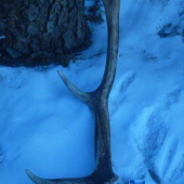 Dnes najdeny ale nie tohorocny