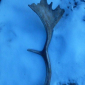 Dnes najdeny ale nie tohorocny