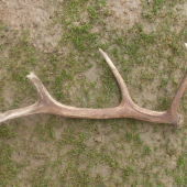 Dari sa no dnes najdeny