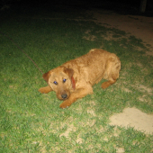 Barka