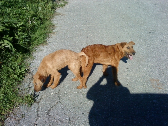 2 mesiace a budu Irčani