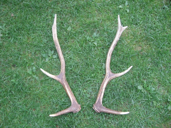 Po 4 mesačnom hladani som konečne našiel lavy