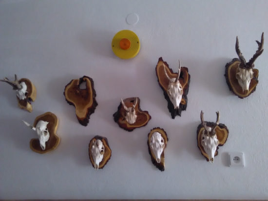 Trofeje 2,a jedna velmi vzácna trofej-zvončekovec žltý ;-)