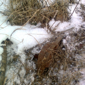 Máme škodnou v revíru